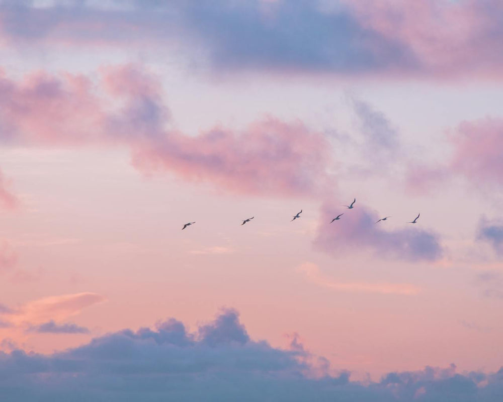 Birds flying against a pink and purple sky with clouds